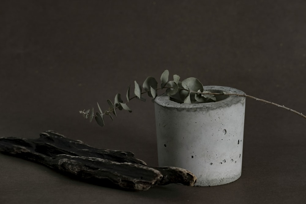 green plant on white pot