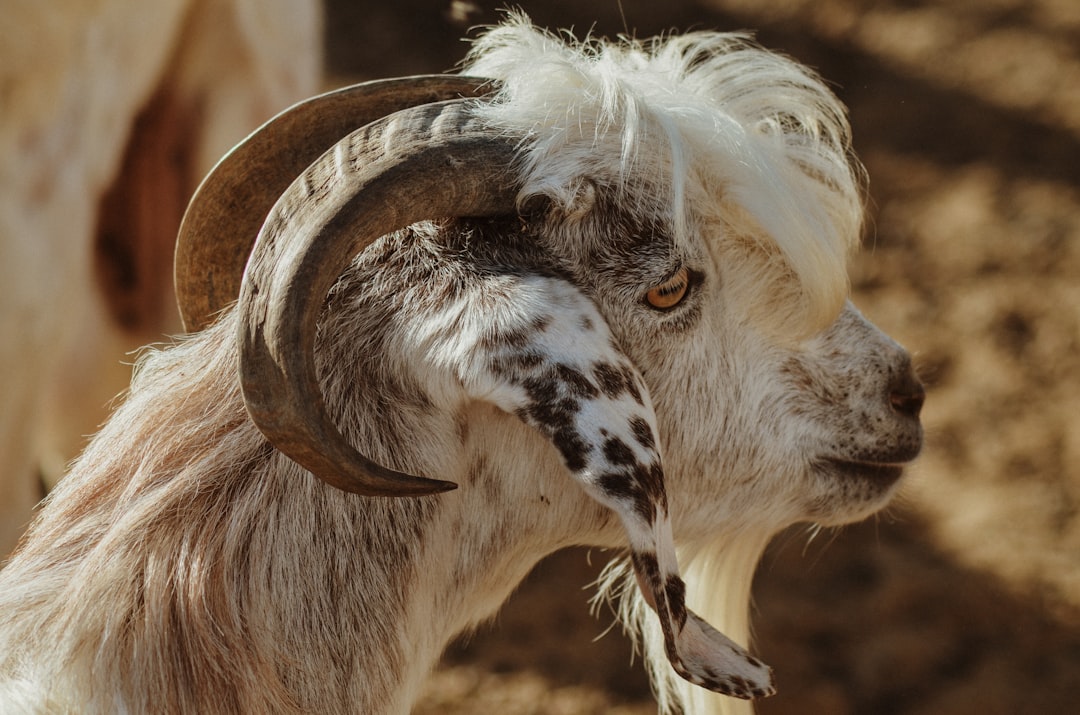 white and brown goat on brown field during daytime