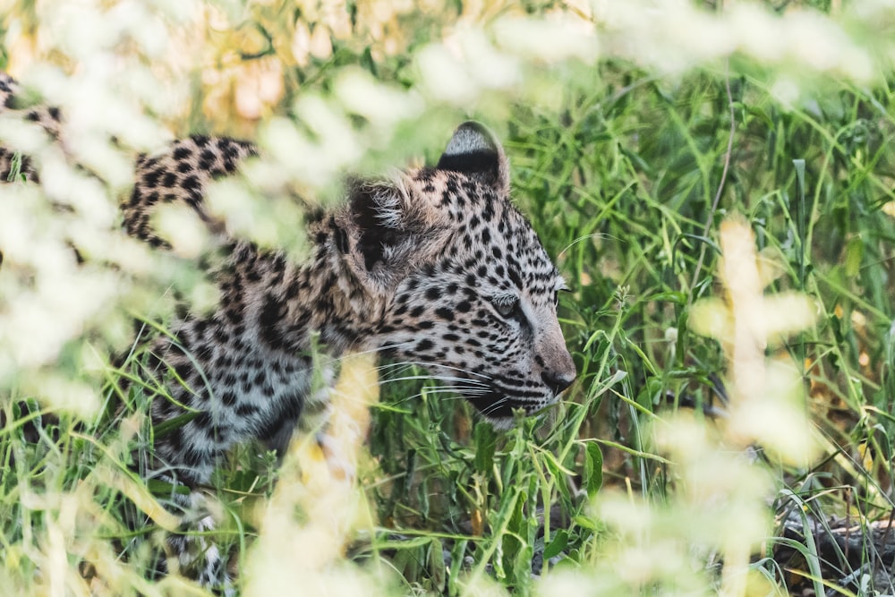 black and white leopard on green grass during daytime