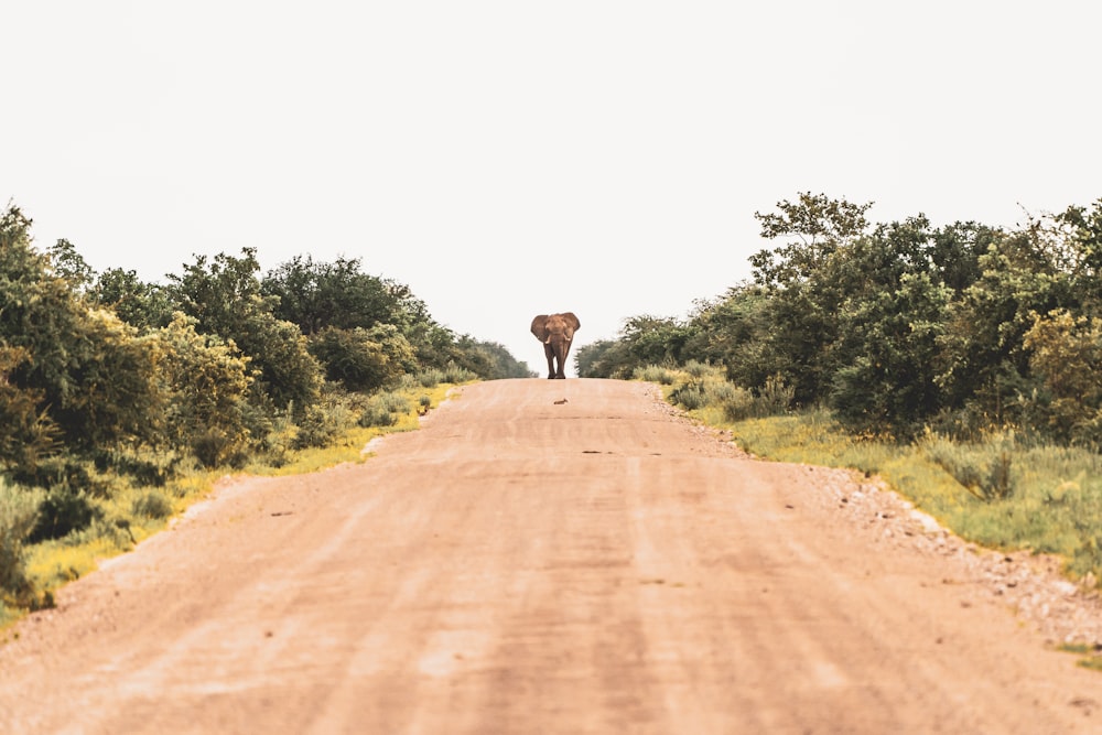 Girafe brune sur un chemin de terre brun pendant la journée