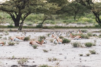 A group of diverse animals resting peacefully inside the sanctuary.