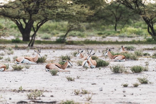 A group of diverse animals resting peacefully inside the sanctuary.