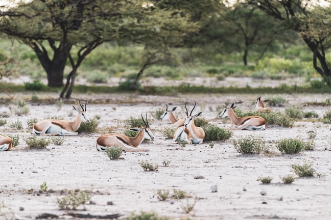 A group of diverse animals resting peacefully in the sanctuary.