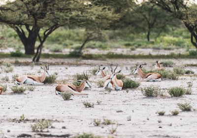 Namibia Safari liegende Springböcke im Etosha Nationalpark