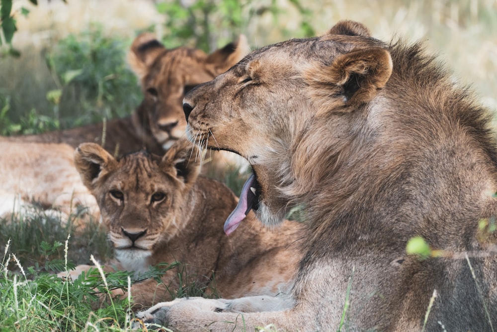 lion and lioness lying on green grass during daytime