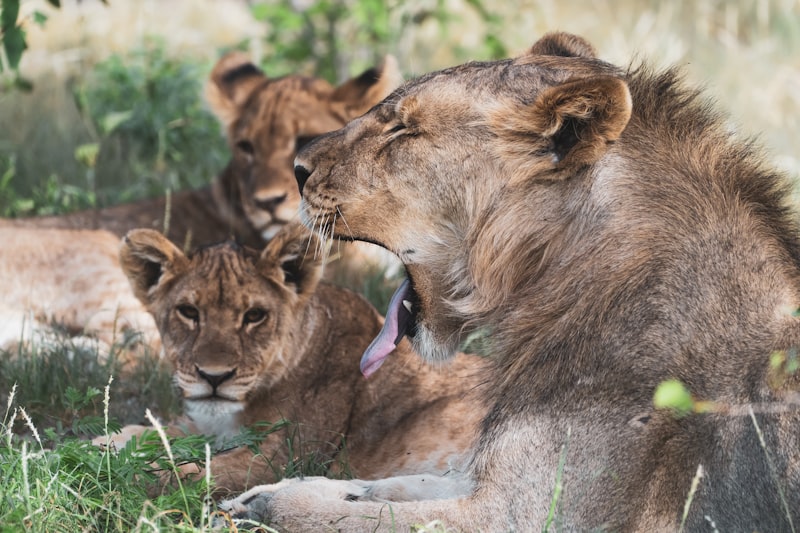 Leones en el Parque Etosha en Namibia