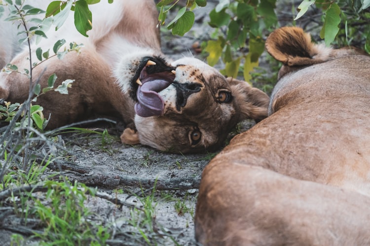 Romp! PLAY! ROAR - PEP's Lioness Energy's Ready for YOU!