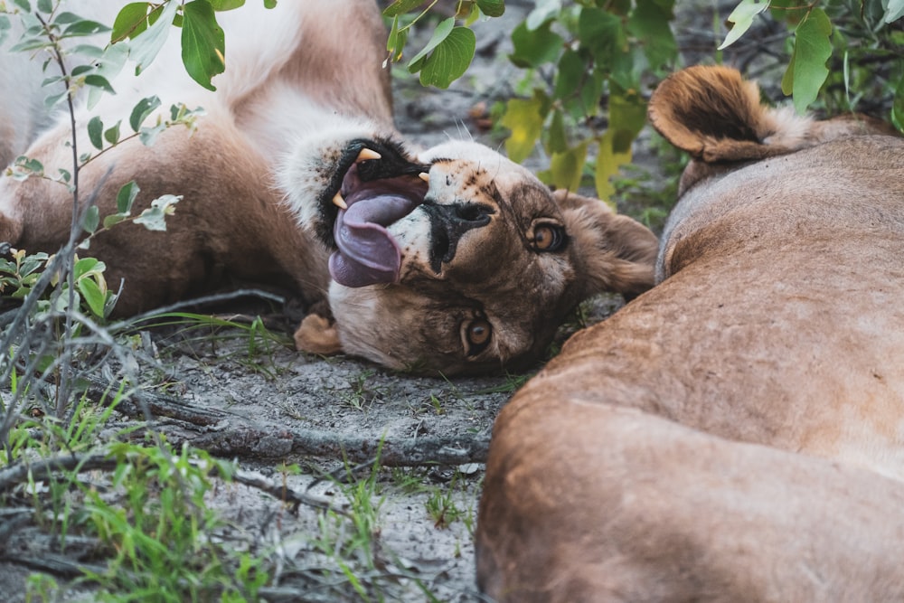 brown lioness lying on ground during daytime