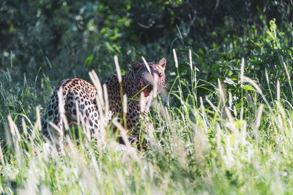 cheetah on green grass field during daytime