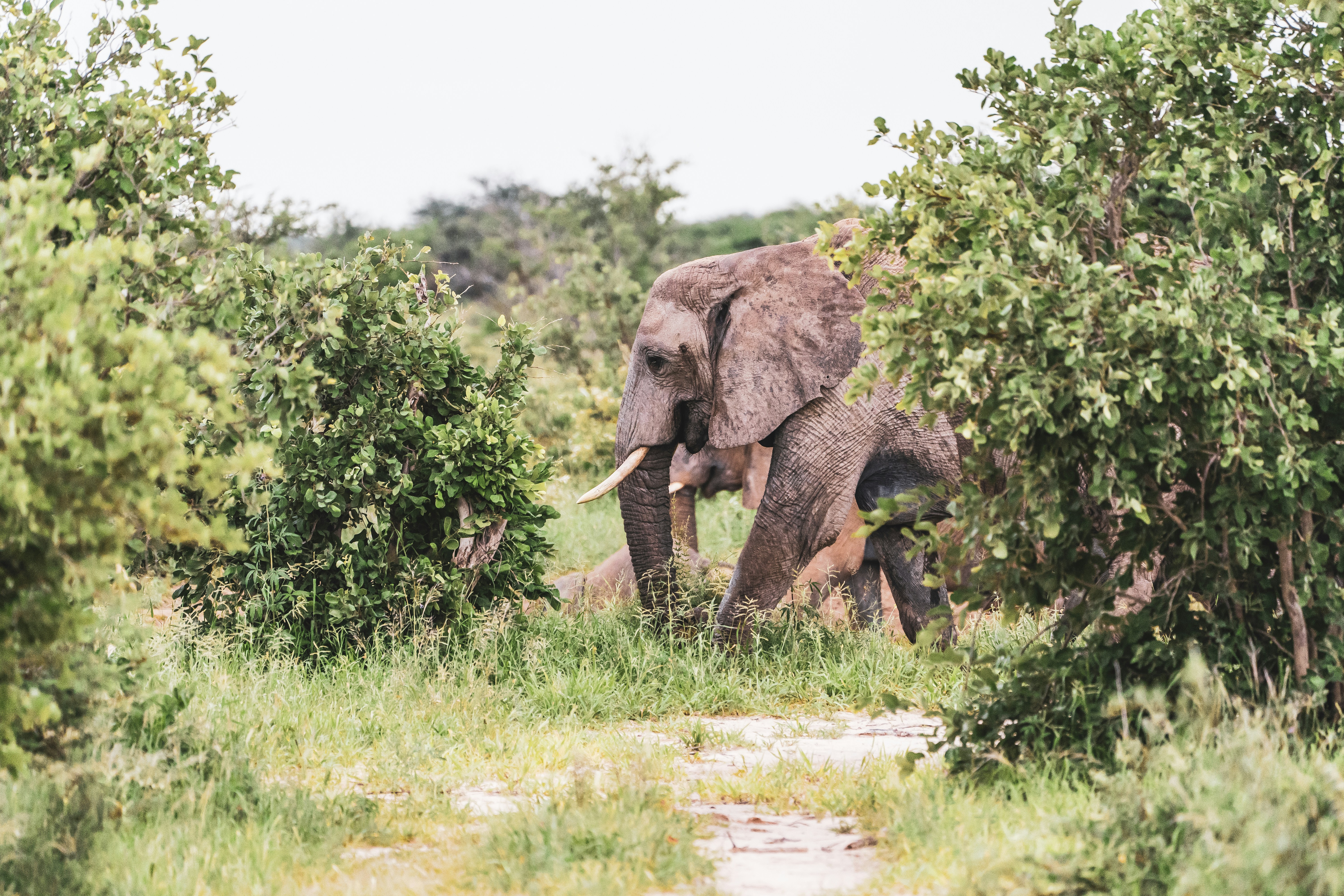 African Bush Elephant