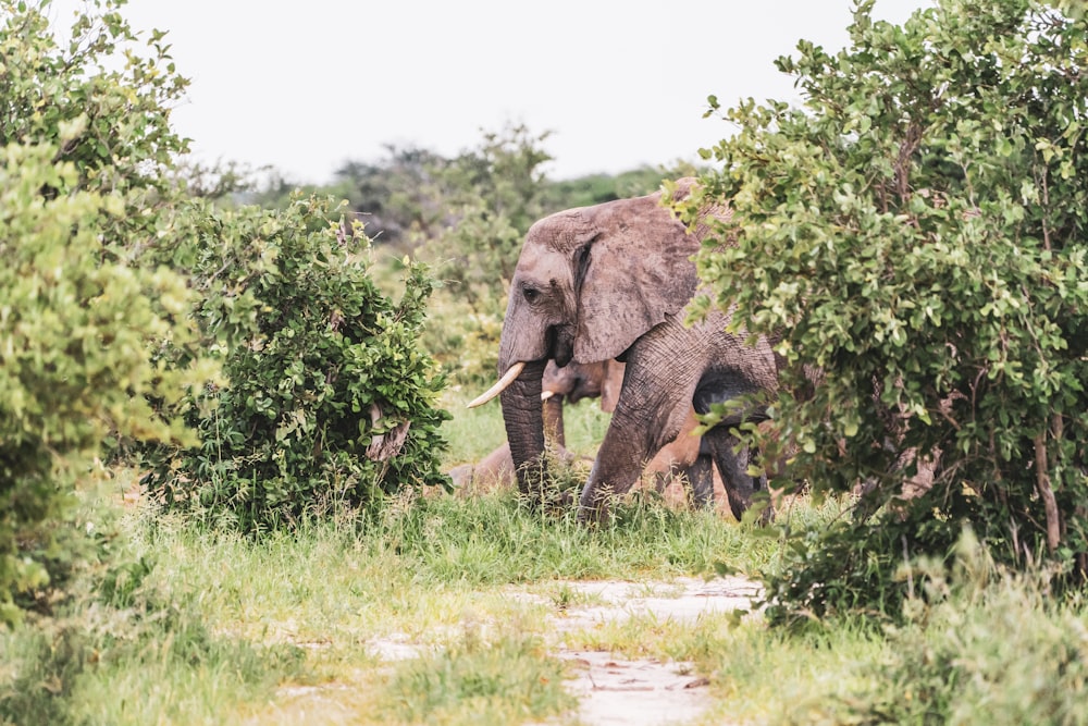 Elefante en el campo de hierba verde durante el día