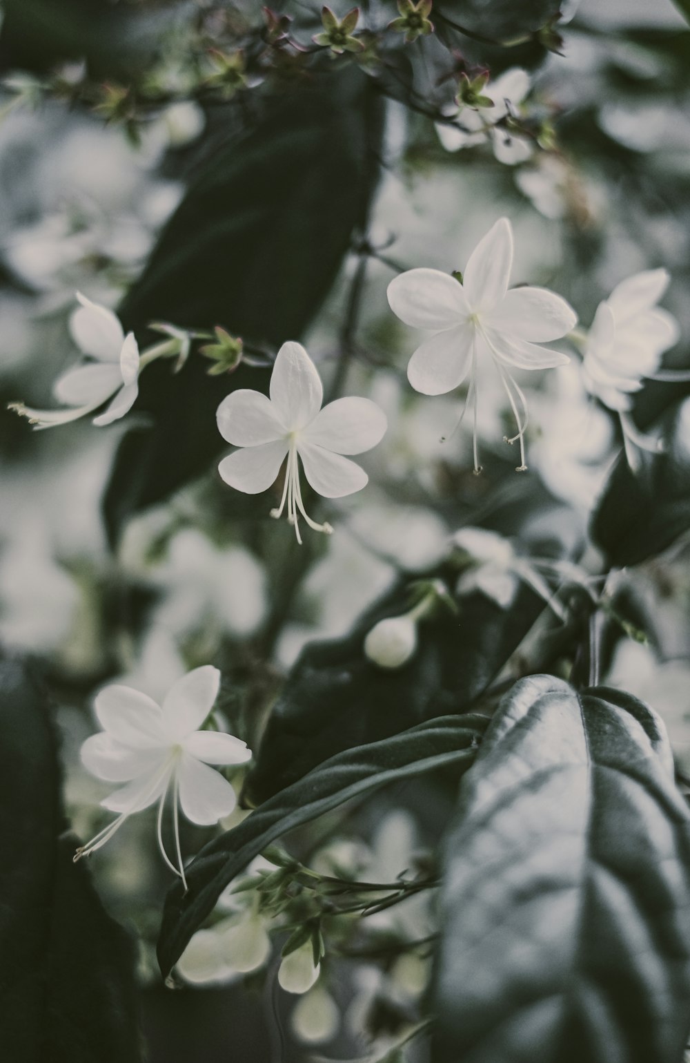 white flowers with green leaves