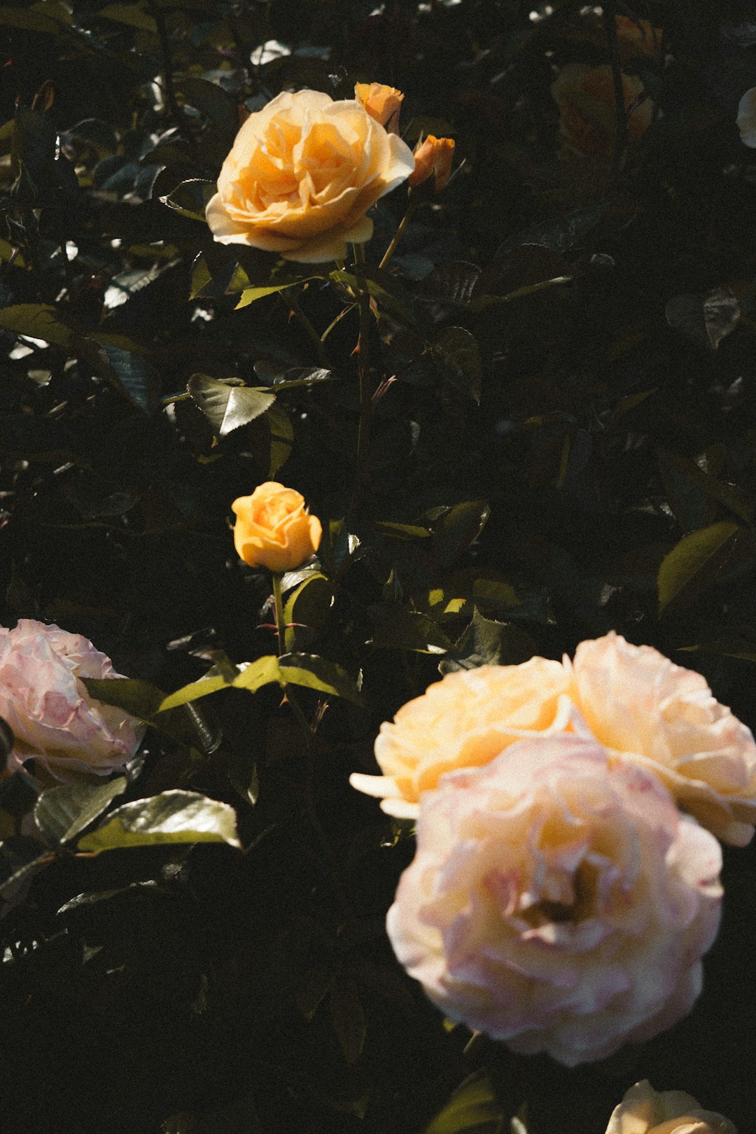 yellow rose in bloom during daytime