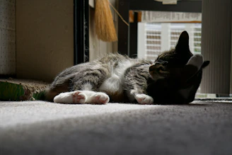 A sleek cat scratching post beside a sunny window with a curious tabby cat.