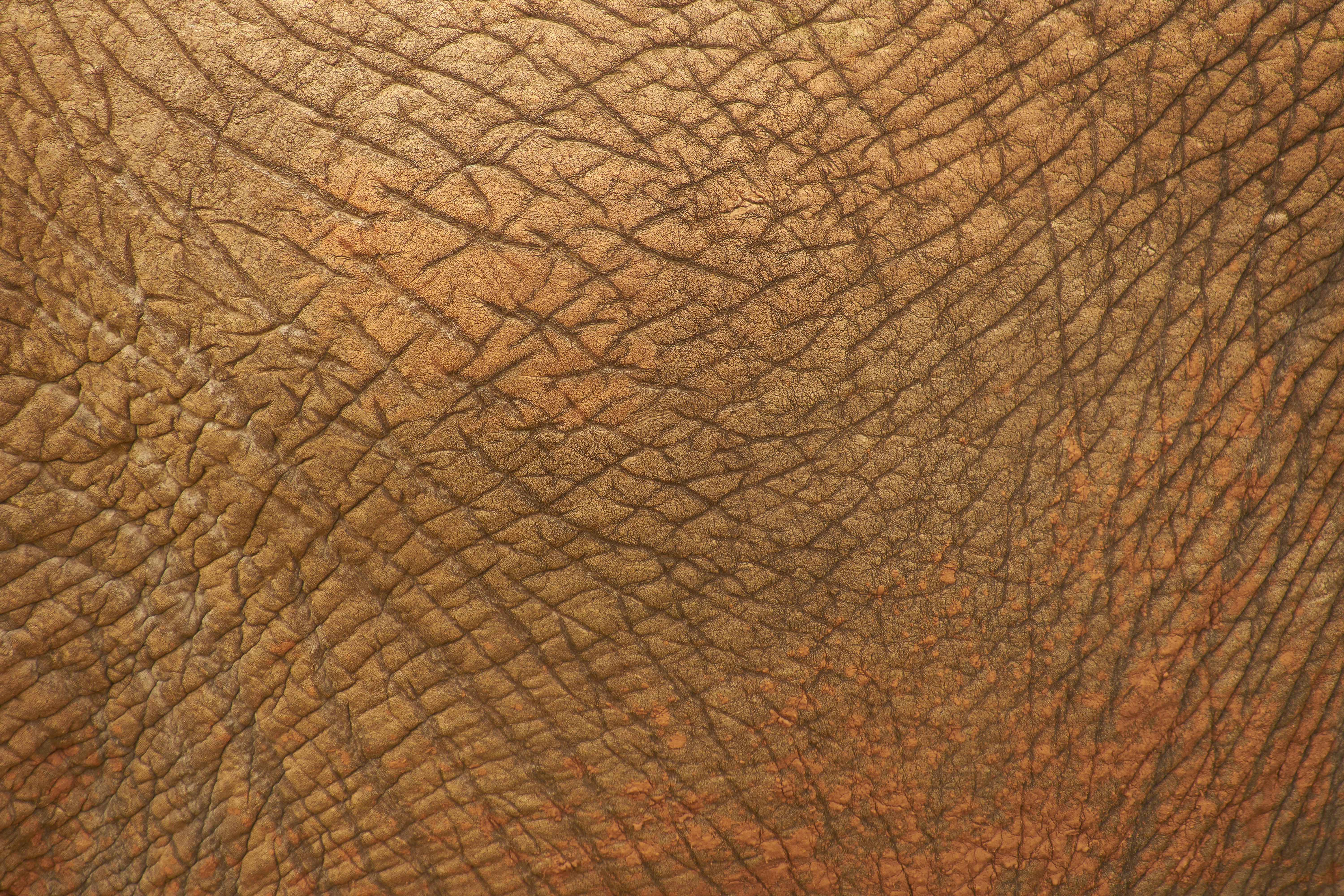 Featured image of post multica