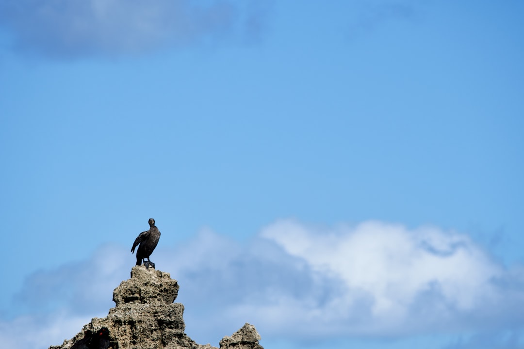 black bird on brown rock formation under blue sky during daytime