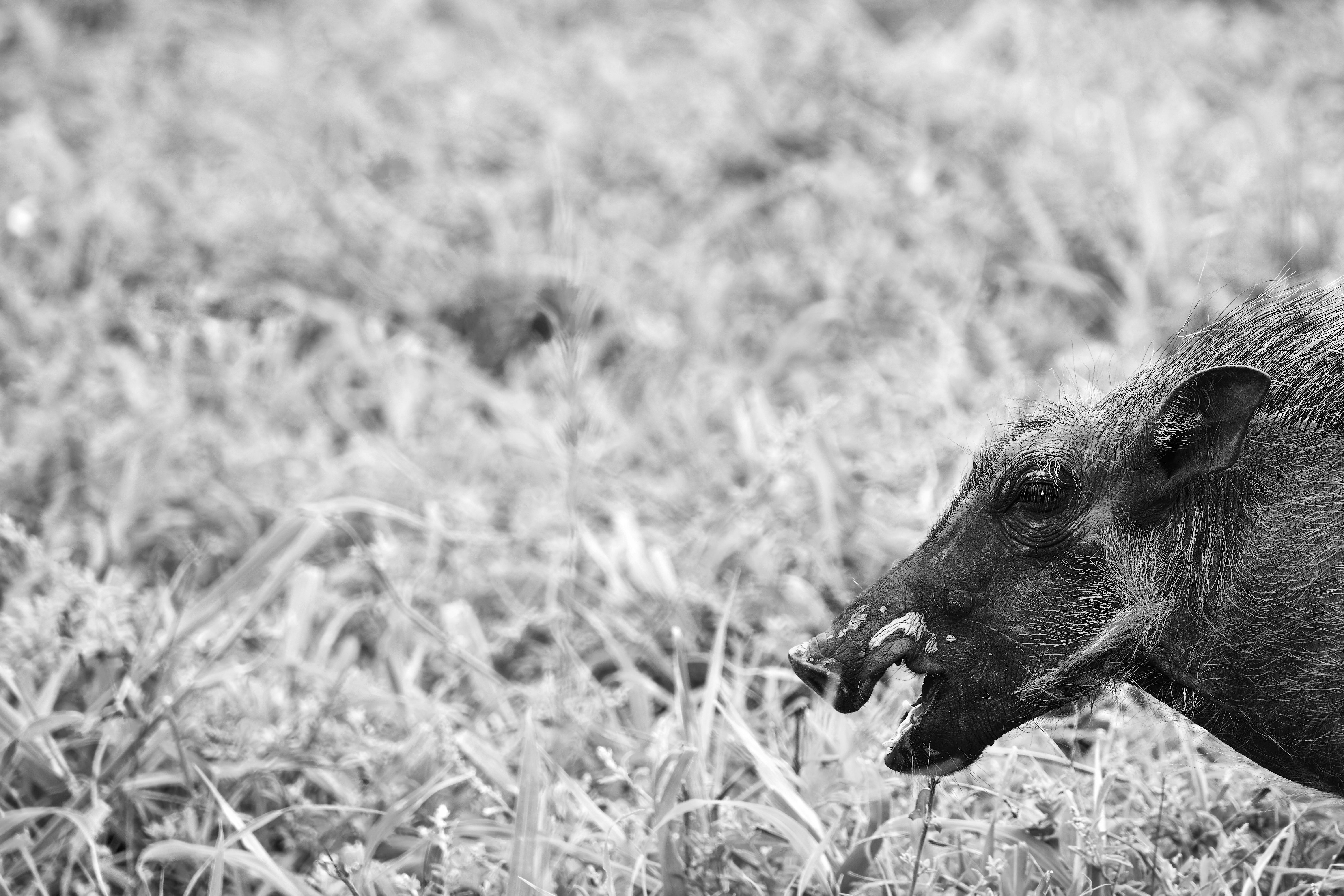 Photo by wolfgang_hasselmann