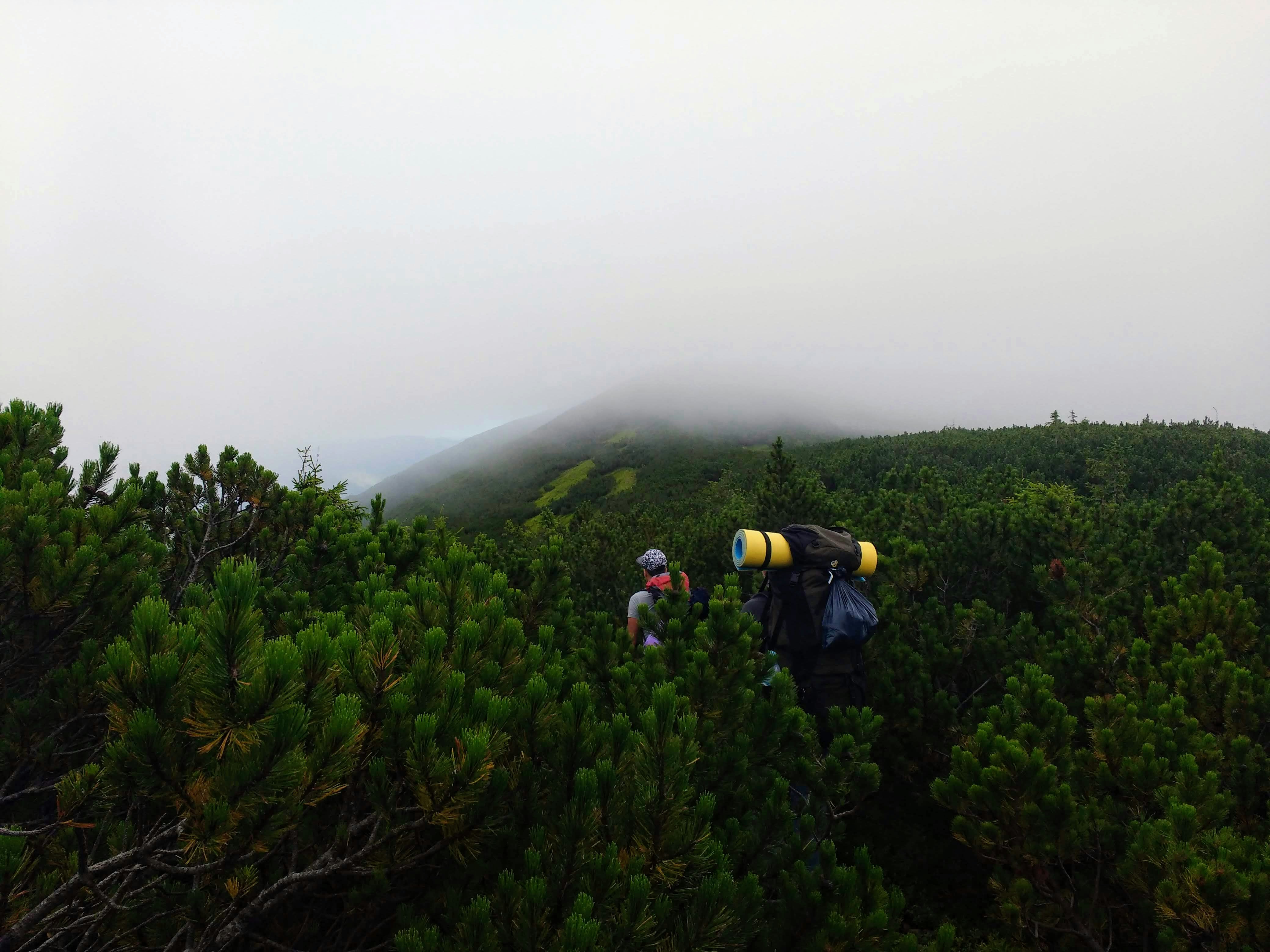 Trekker walking on narrow mountain trail surrounded by dense pine forest with misty peaks in distance