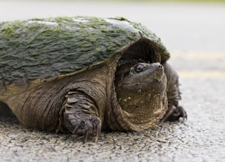 green and brown turtle on brown sand