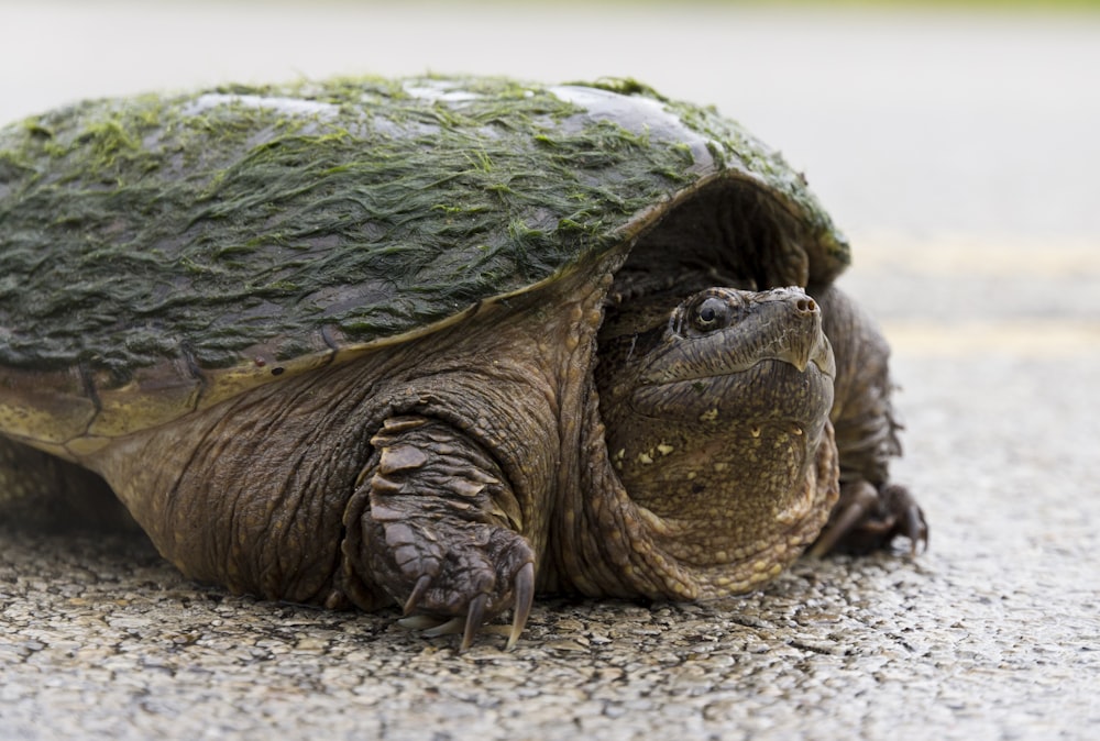 green and brown turtle on brown sand