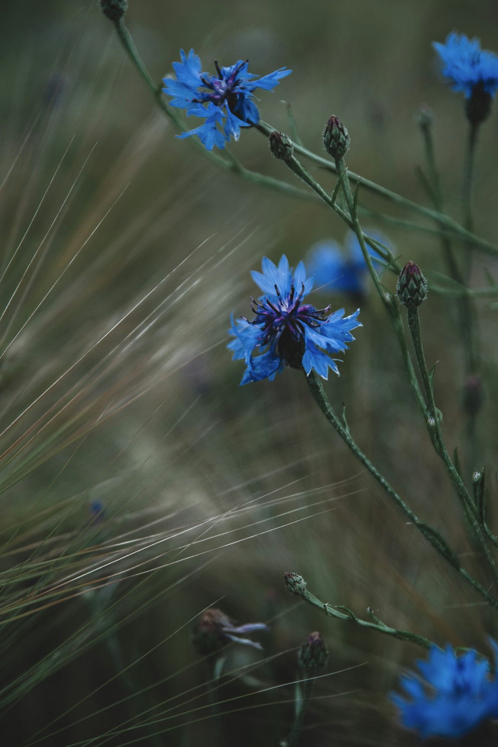 blue flower in shallow focus lens