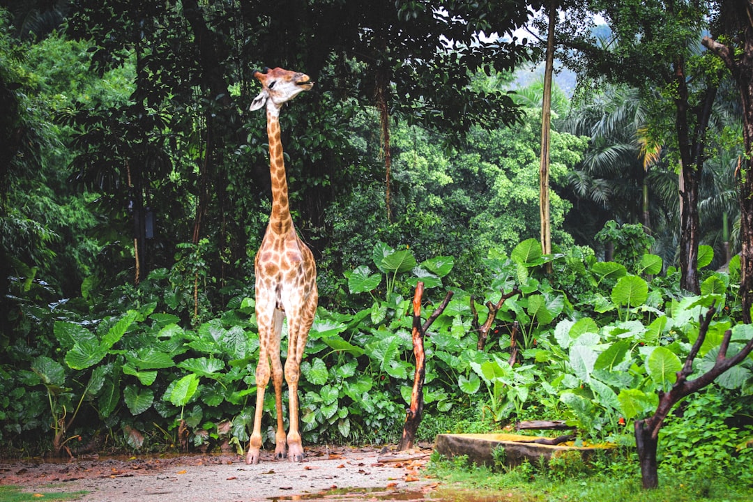 giraffe standing on dirt ground surrounded by green plants during daytime