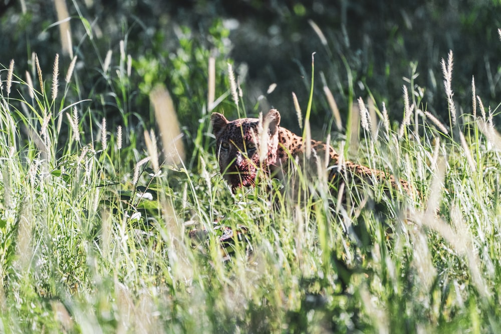 animal brun et noir sur l’herbe verte pendant la journée