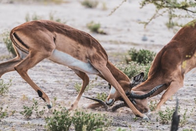 brown deer on green grass during daytime namibia google meet background