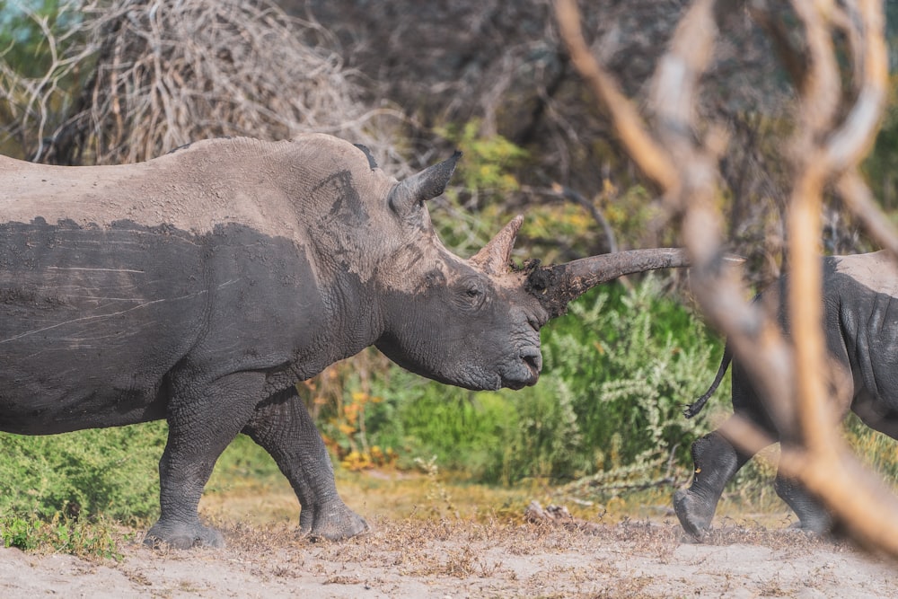 brown rhinoceros on green grass during daytime