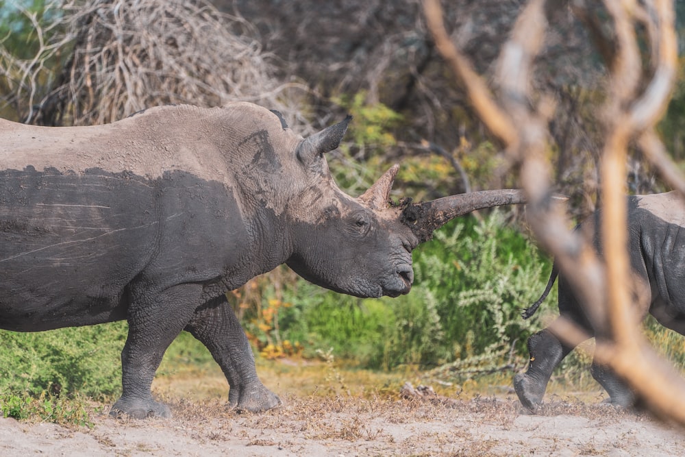 rinoceronte marrom na grama verde durante o dia