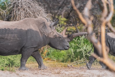 brown rhinoceros on green grass during daytime namibia google meet background