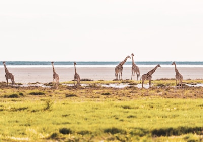 Namibia Safari Etosha Nationalpark Giraffen vor Salzpfanne