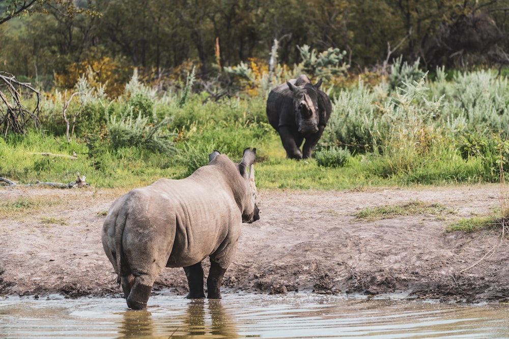 Elefante en el río durante el día