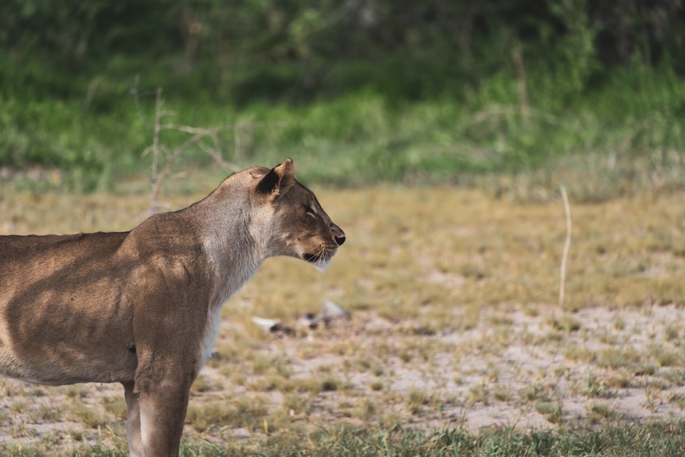 brown lioness walking on green grass field during daytime