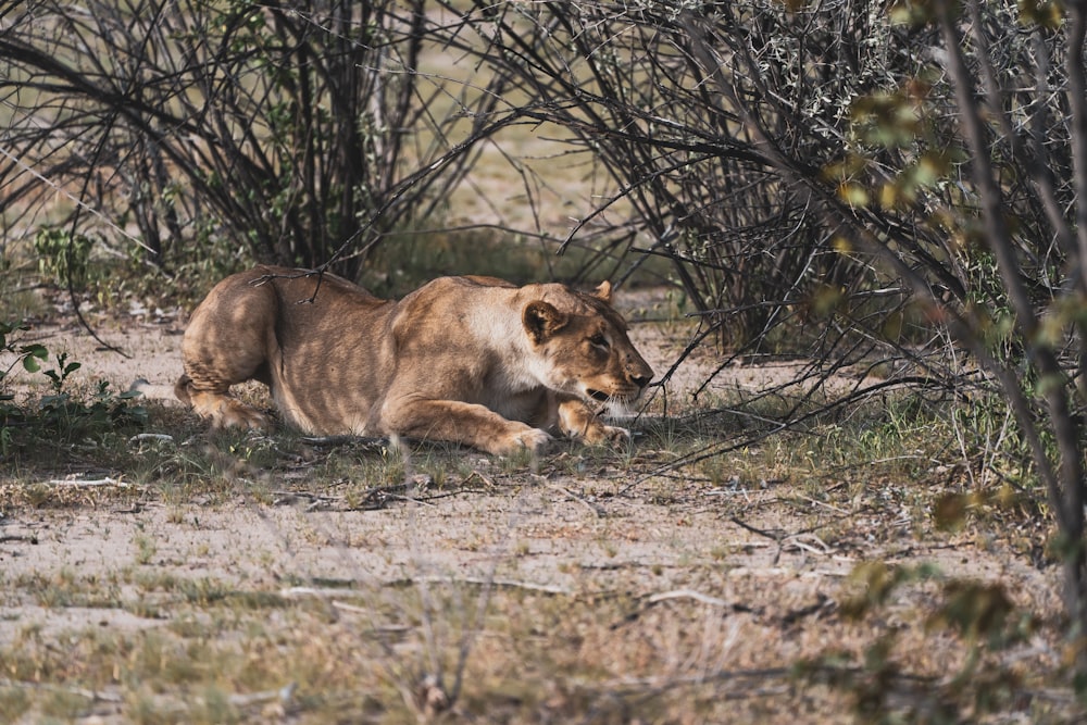 brown lioness lying on brown grass during daytime