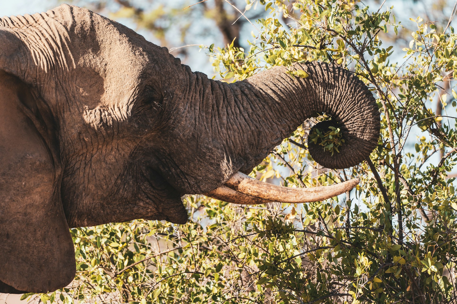 elephant eating grass during daytime