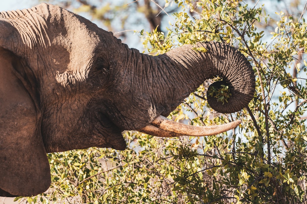 elephant eating grass during daytime