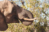 A close-up of a curious desert-adapted elephant wandering through Etosha National Park.