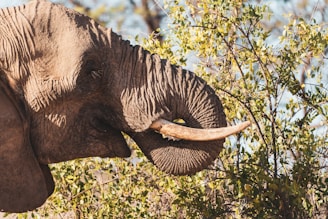 A close-up of a curious elephant in the wild during a safari adventure.