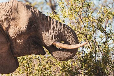 A close-up of a curious Sri Lankan elephant calf in the wild.