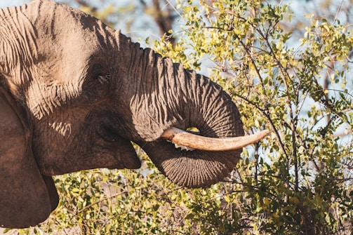 A close-up of a curious elephant in the wild during a safari adventure.