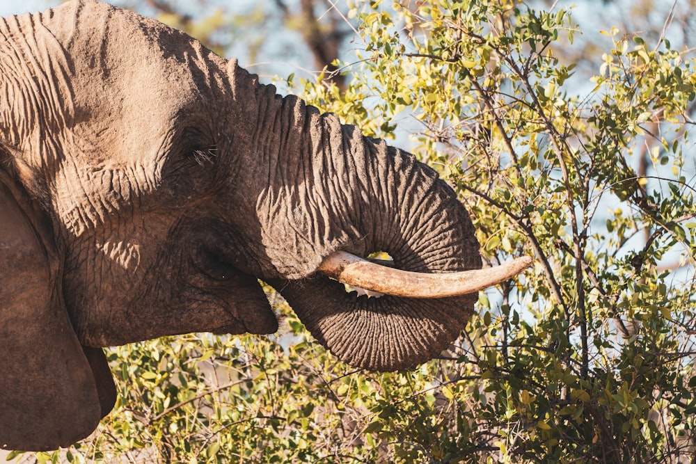 elephant eating grass during daytime