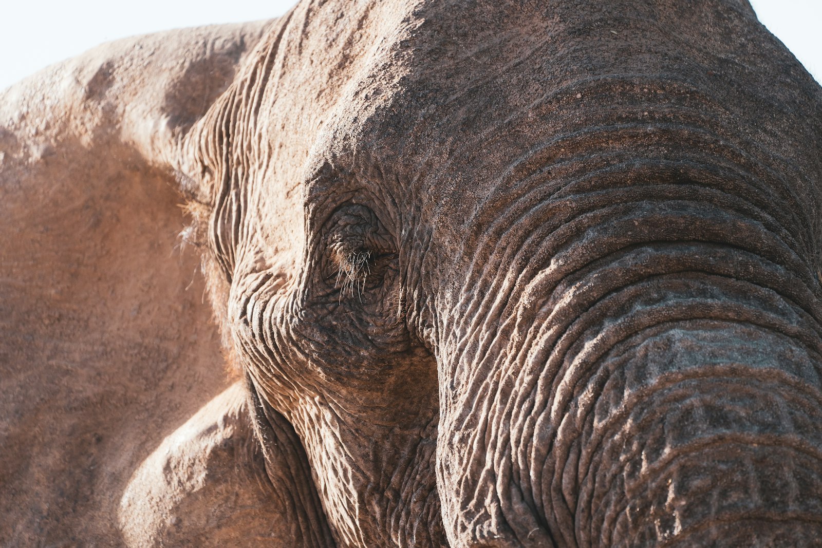 Sony FE 100-400mm F4.5-5.6 GM OSS sample photo. Grey elephant on brown photography