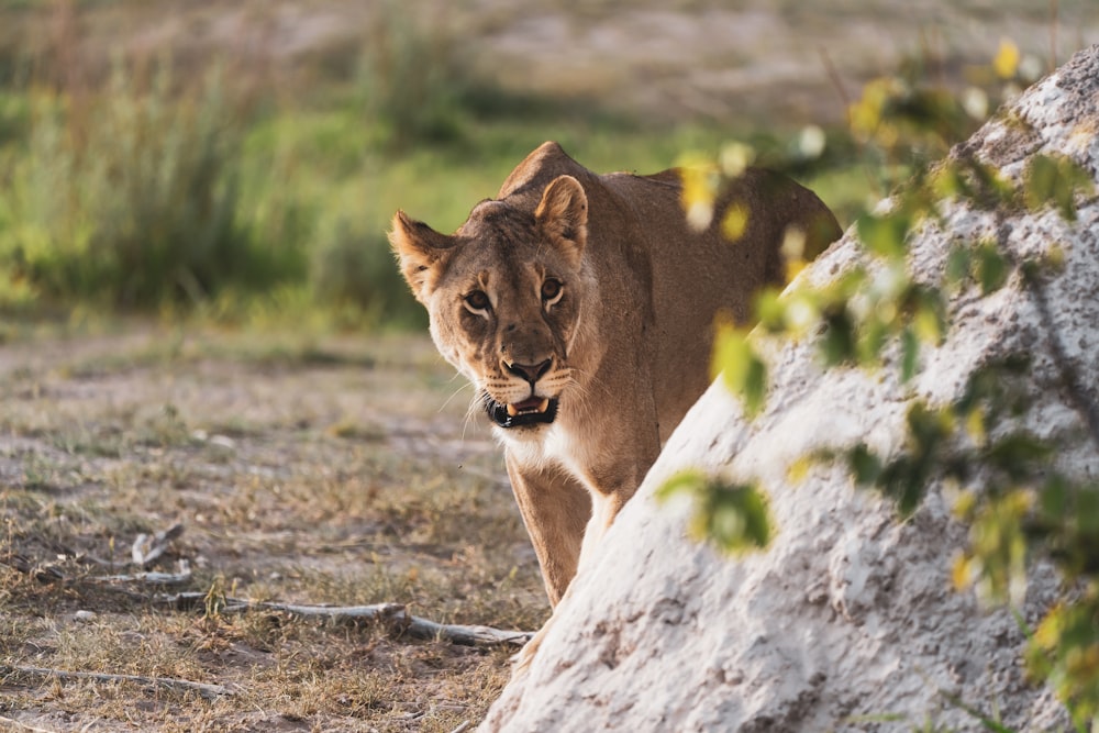 brown lioness on brown field during daytime