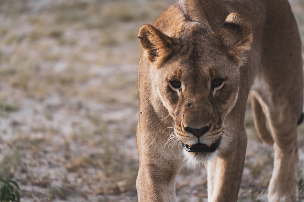 brown lioness on brown field during daytime