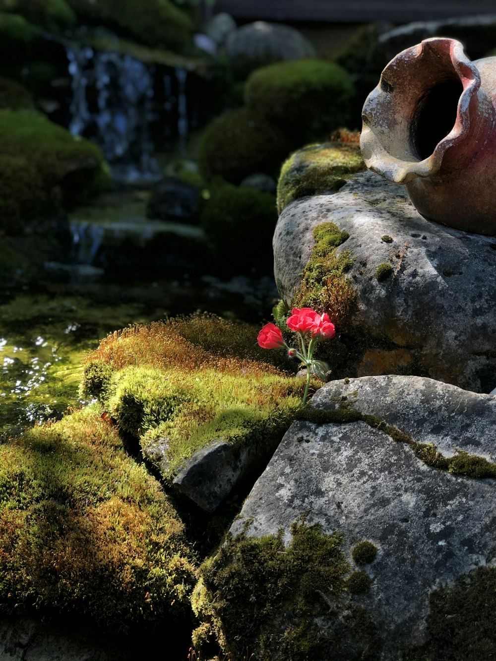 red flower on gray rock