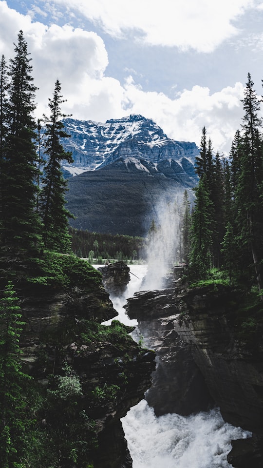 green trees near mountain during daytime in Athabasca Falls Canada