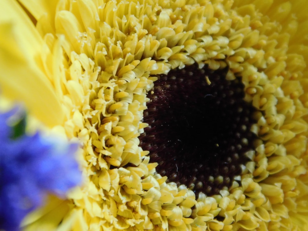 yellow sunflower in close up photography