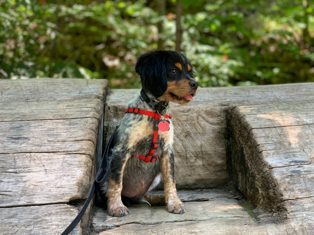 black and brown short coated puppy on brown wooden fence during daytime