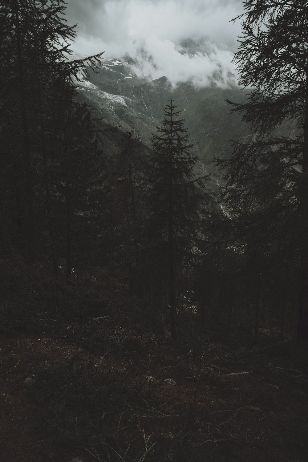 arbres verts près de la montagne pendant la journée